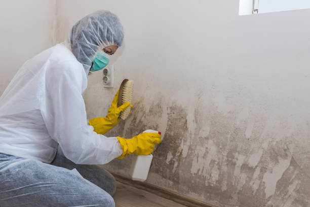 Forensic Mold Investigation in Lewisburg, OH